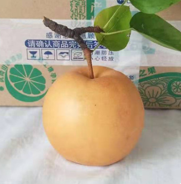 新鲜水果农家产现摘现发当季纯甜带箱10斤麻阳梨子